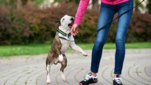 Who is liable for dog bites in California