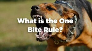 Who is liable for dog bites in California?