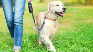 How Much Can You Sue For Dog Bite In California?