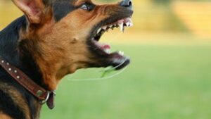 How Much Can You Sue For Dog Bite In California?