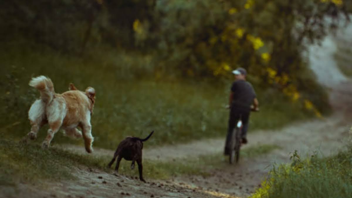 need a dog bite lawyer