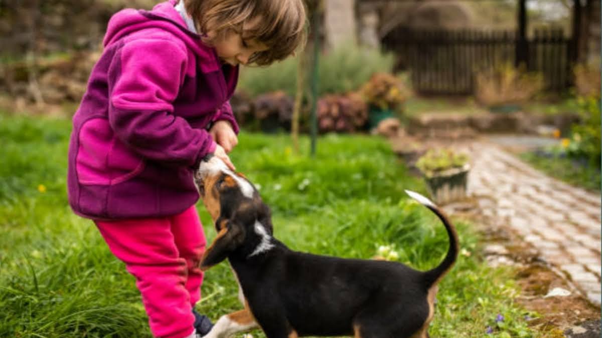 need a dog bite lawyer