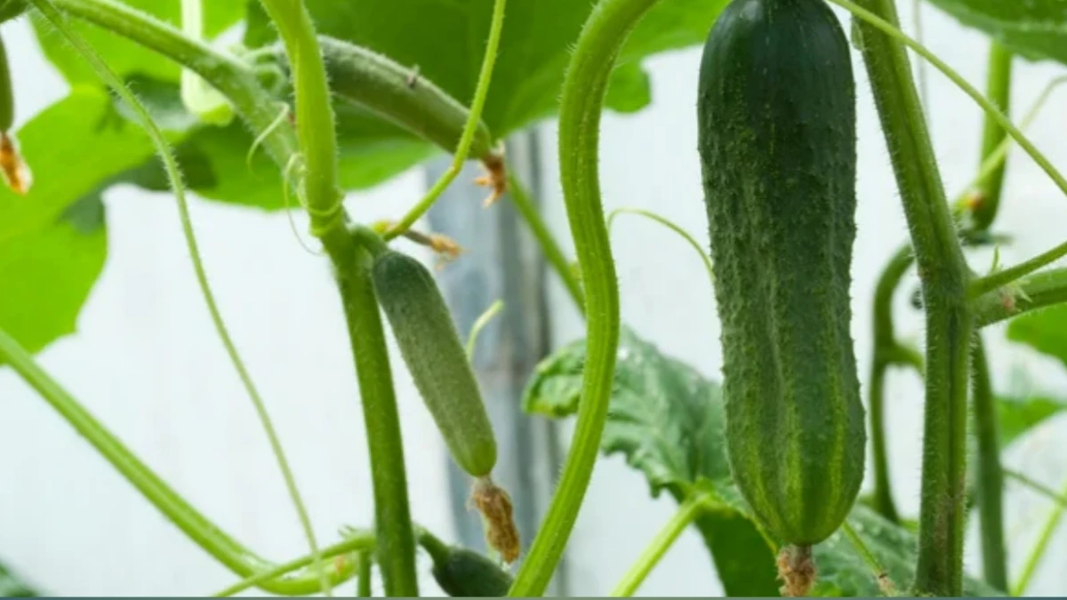 grow cucumbers in pots
