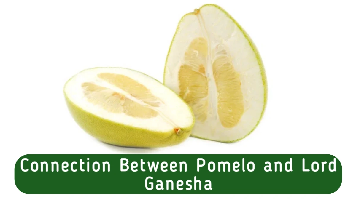 Connection Between Pomelo and Lord Ganesha